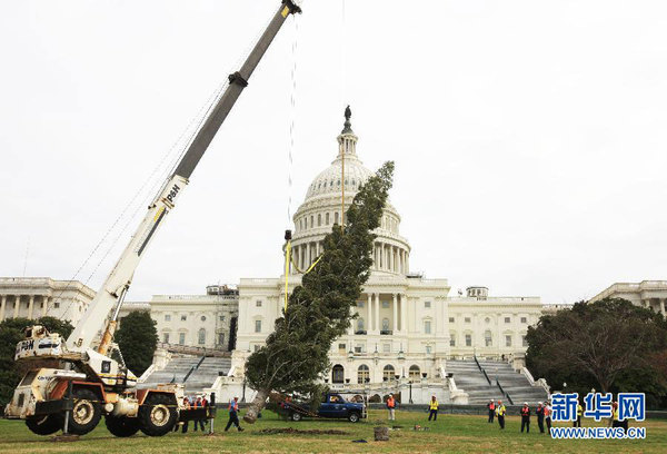 美国国会山迎来2011年圣诞树