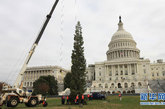 在美国首都华盛顿国会山前，工人们正在吊装2011年国会山圣诞树。 新华社记者方喆摄 