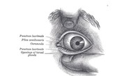 半月皱襞是在眼部结膜内侧，相当于低等动物的第三眼睑，是进化过程中的退化痕迹，组织结构与球结膜近似，血管丰富。在很多鸟类、爬行动物中都有这样的特征。