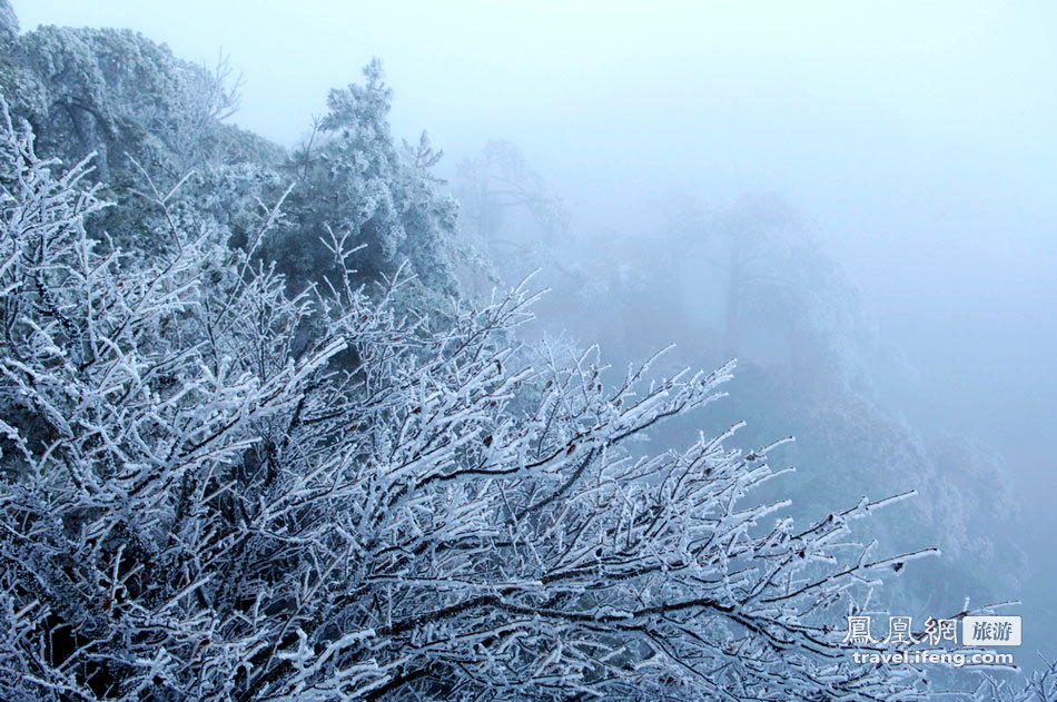 黄山雾凇奇观 满山苍松摇变“白发”雪松