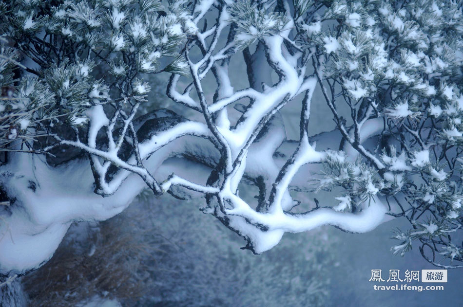 黄山雾凇奇观 满山苍松摇变“白发”雪松