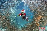 2011年12月7日，韩国首尔，水族馆的潜水员扮成圣诞老人，与鱼儿共舞，迎接圣诞节。

