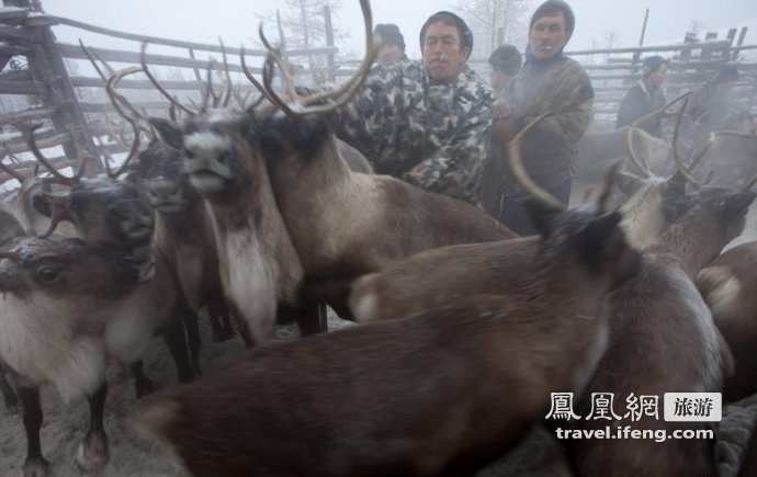 俄罗斯养鹿人奇特生活 屠宰后趁热生吃驯鹿内脏