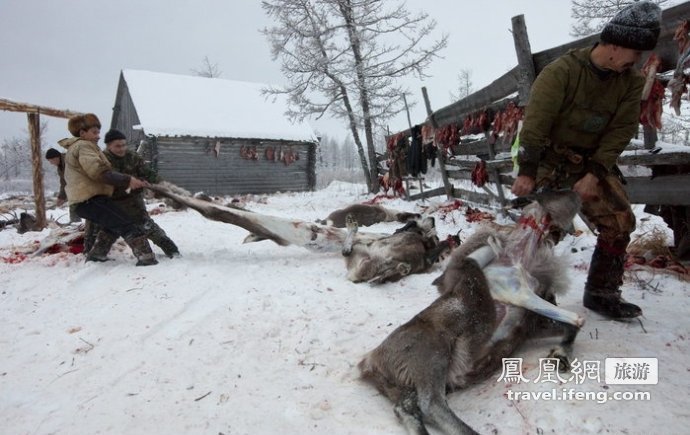 俄罗斯养鹿人奇特生活 屠宰后趁热生吃驯鹿内