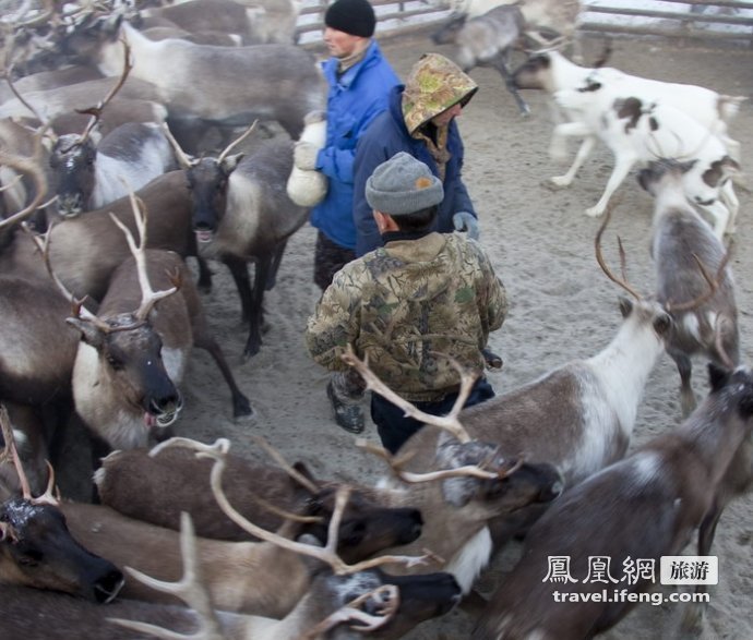 俄罗斯养鹿人奇特生活 屠宰后趁热生吃驯鹿内脏