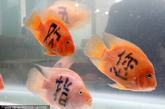 在2011年中国(海南)国际热带农产品冬季交易会上，海南五指山一家公司展出几条文身的金鱼，每条鱼身上各纹上一个字，连起来就是“五指山欢迎您”。