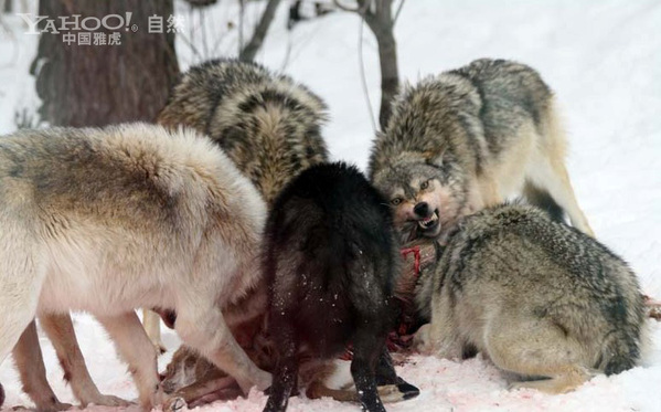 野蛮本能:实拍狼群雪地撕咬猎物(组图)