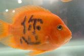 海南五指山一家公司展出几条文身的金鱼，每条鱼身上各纹上一个字，连起来就是“五指山欢迎您”。