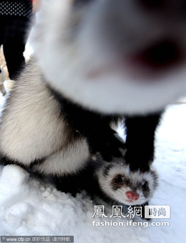 皮草不够拉风 沈阳流行买一只活雪貂当围巾戴