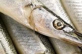 抗衰老食品十七：金枪鱼

推荐理由：金枪鱼脂肪酸能降低血压，预防中风，抑制偏头疼，防治湿疹，缓解皮肤干燥。

