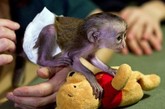 动物园介绍，猴宝宝的妈妈已经17岁了，属于“高龄产妇”，因此奶水稀少。再加上猴宝宝有病，因此工作人员猜测这也是它为什么拒绝抚养孩子的原因。

