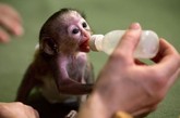 猴宝宝出生时仅有296克重。