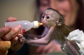猴宝宝穿着特制的纸尿裤吃奶。