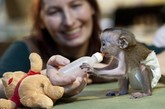 德国马德堡动物园的一只加纳长尾猴宝宝因患先天性心脏病被高龄母亲抛弃，生命堪忧。幸亏有动物园的工作人员悉心照料，充当“奶妈”为其喂奶，小猴崽现在健康快乐，还穿着特制纸尿裤。 

