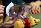 小猴遭母亲遗弃 获收养后穿纸尿裤喝奶