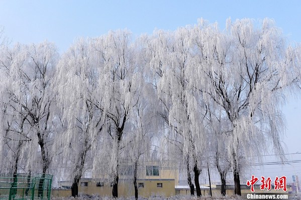 辽宁营口出现雾凇美景 引众多市民游览