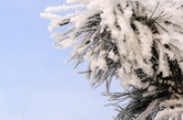 2012年1月3日，辽宁省营口市盖州出现雾凇景观，吸引着众多市民游览欣赏。中新社发 杨永乾 摄 图片来源：CNSPHOTO