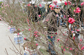 越南河内街头出售象征幸运的桃树枝。