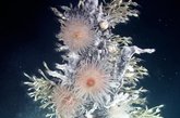 气色红润的南极海葵：这些粉红色海葵很可能代表了一种新物种，并且它们的体型对于海葵来说相当庞大，大约有人类手掌大小。这些物种像其它海葵一样很可能以捕捉漂流在海水中的物质为食。科普利说：“一个更多样的海葵群在东斯科舍岛弧最南端发现，最北端相当的黑暗。那里非常崎岖，在那里航行完全是一种挑战。关于为什么北端不如南端丰富的原因至今仍然是一个谜。”