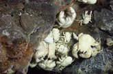 抢占位置的雄性雪蟹：雄性雪蟹（如图右侧的那只）体型更大，而且待在距离排气口最近的位置。它们以腹部绒毛上的细菌群为食。科普利说：“跟其它的雪蟹物种不同，这些雪蟹除了在温水中抢占位置，通常是固定不动的。”