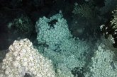 据国外媒体报道，科学家宣称在南极洲海洋中发现一种未知的雪蟹物种聚集在富含矿物质的深海热泉，这是一个最新发现的奇特深海物种组成的“失落世界”。