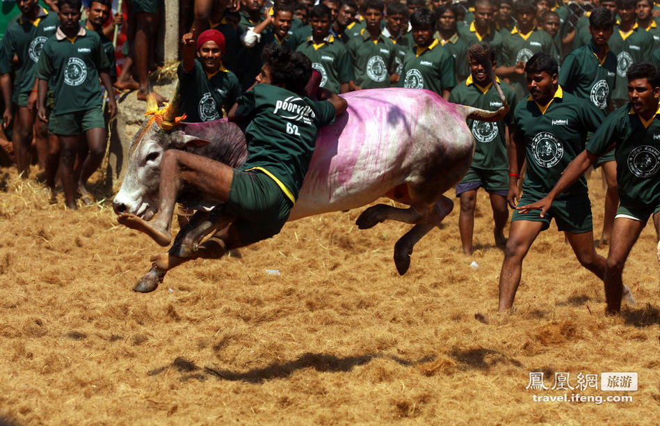 印度举行传统驯牛节 人牛大战惊险刺激