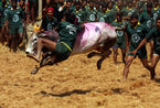 印度举行传统驯牛节 人牛大战惊险刺激