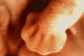胚胎至第七周时，手足开始出现手指、足趾，眼睛清晰可见，胚胎开始伸直并在羊水中活动，整个外观近似幼儿，尾巴消失。至第八周末，胚胎已近3厘米，所有的器官已初具原形。以后的几个月就只待逐渐完善了。
