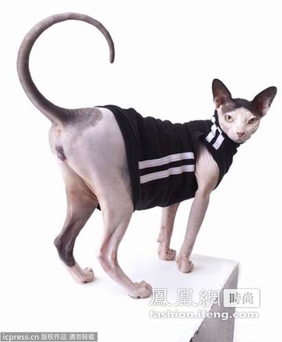 猫咪编织衣帽 御寒又扮靓“猫衣”受欢迎