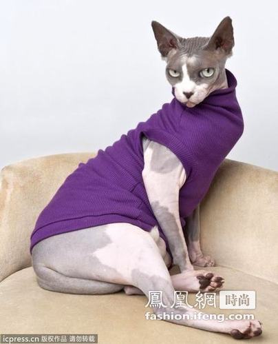 猫咪编织衣帽 御寒又扮靓“猫衣”受欢迎