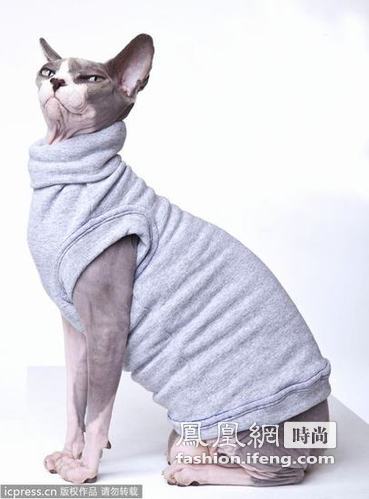 猫咪编织衣帽 御寒又扮靓“猫衣”受欢迎
