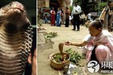 　　印度女子爱上眼镜蛇 2000人参加奇异婚礼

　　蛇对大多数人来说是一种动物，但是对印度人来说，它们却是最亲密的伙伴，甚至是“爱人”！2006年5月，一名印度女子声称与一条眼镜蛇坠入爱河，而且按照印度教礼仪与这条蛇举行了盛大婚礼。这名给蛇当老婆的女子名叫比姆巴达·达斯，时年30岁，住在奥里萨邦首府布巴内斯瓦尔市附近的阿塔拉村。比姆巴达说：“尽管蛇不会说话，也听不懂人的话，我们可以用一种特别的方式交流。它也从未伤害过我。” 村民们对这场婚礼非常欢迎，2000多人前来祝贺，他们相信婚礼将给村子带来好运，并集资为比姆巴达举办了一个盛大的婚宴。

