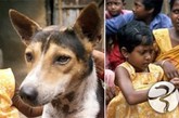 印度9岁女孩与混血狗举行婚礼

　　2003年6月，9岁的印度小女孩卡娜莫里·哈斯达与一条混血狗举行了婚礼，当时吸引了100多名当地人参加，他们不停跳舞、唱歌和喝酒。与狗结婚是当地的古老传统，因为根据当地习俗，如果一个孩子长出的第一颗牙齿是上齿的话，这个孩子一生将遇到很多风险，只有与人类最好的朋友——狗结婚，他(她)才能受到保护。

