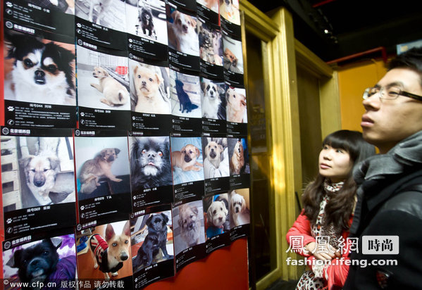 第四届北京领养日举办 100多只宠物“求包养”