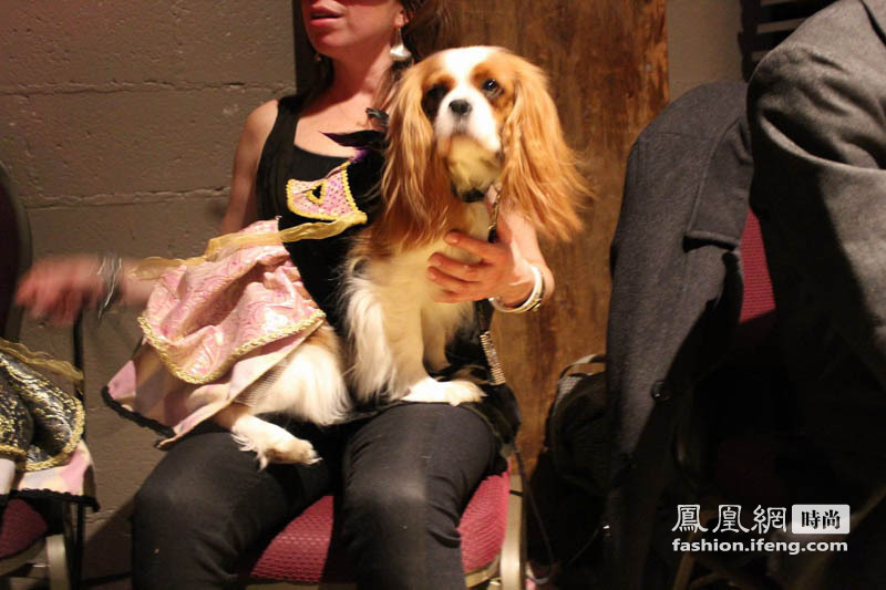 Westminster Kennel Club狗展 狗狗的fashion show