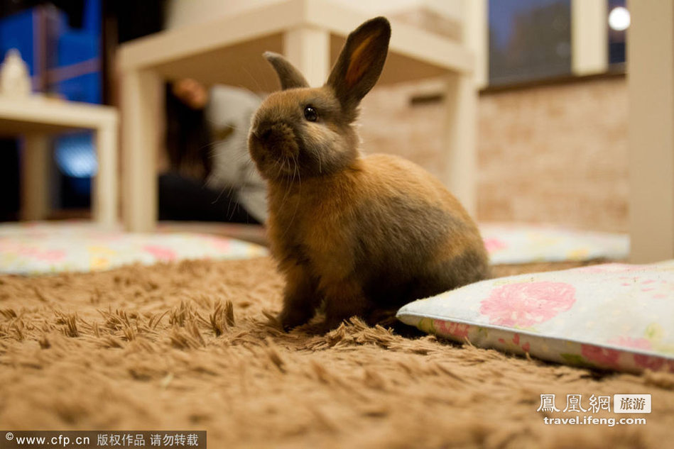 与可爱兔子玩耍 “兔兔”咖啡厅亮相东京