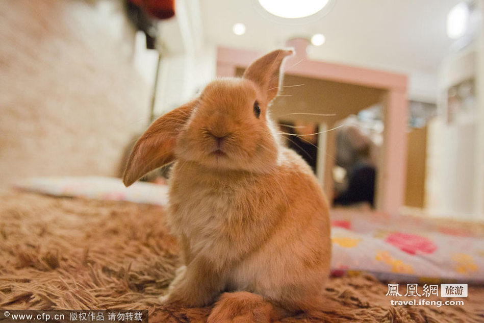 与可爱兔子玩耍 “兔兔”咖啡厅亮相东京