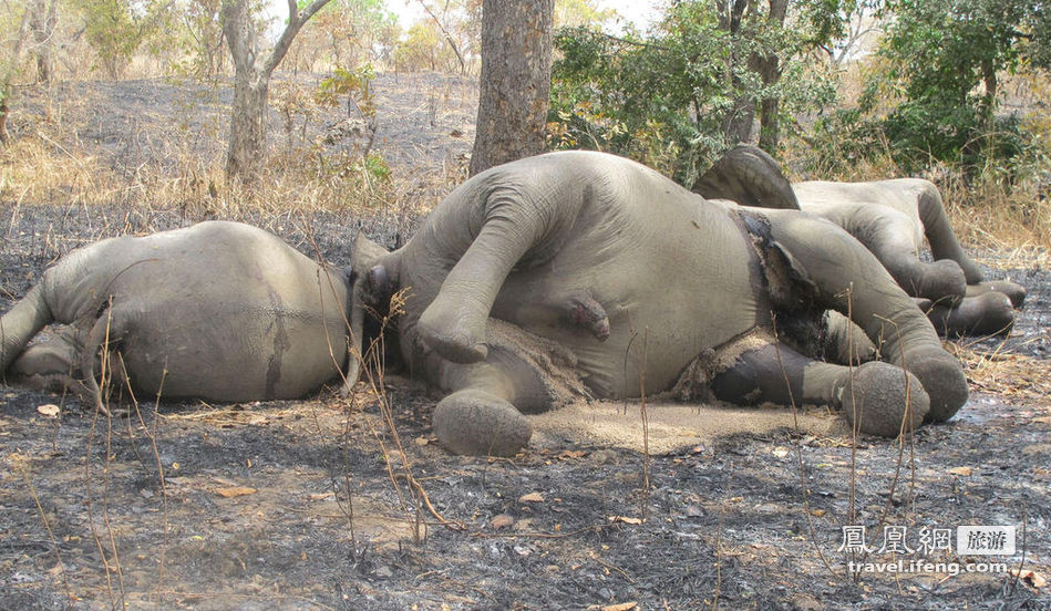 喀麦隆遭遇大肆偷猎 两月惨死大象500头