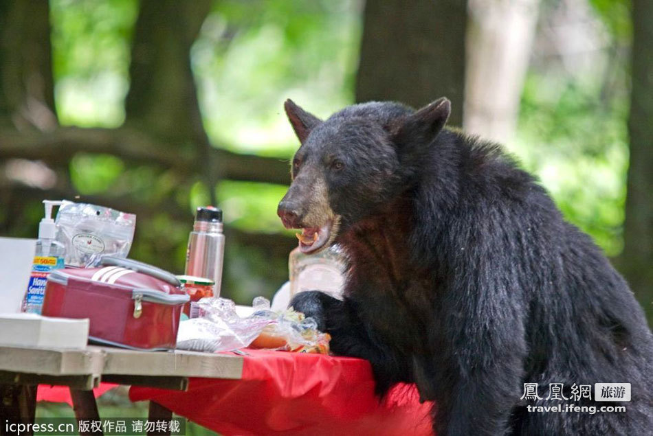 黑熊“鸠占鹊巢”独享美味野餐