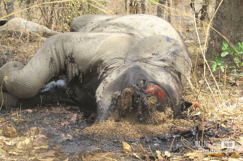 喀麦隆遭遇大肆偷猎 两月惨死大象500头