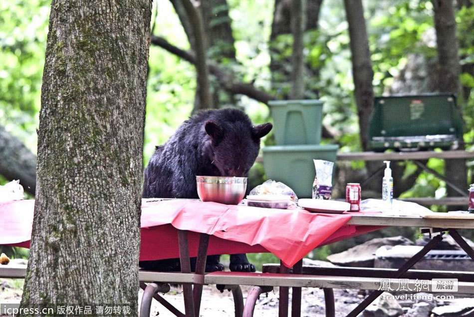 黑熊“鸠占鹊巢”独享美味野餐