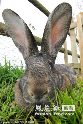 英国复活节巨兔重逾20公斤 超级萌