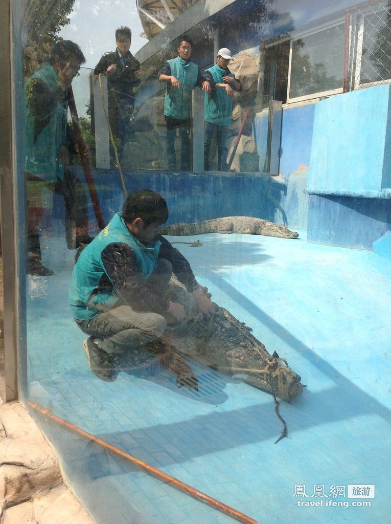动物园三鳄鱼运输中“越狱”  两只被擒一只“在逃”