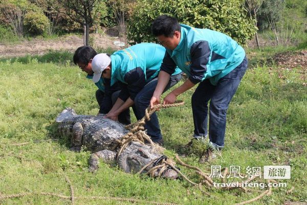 动物园三鳄鱼运输中“越狱”  两只被擒一只“在逃”