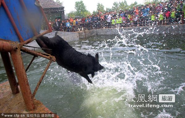 济南小猪趣味运动会 跳水跨栏显本领