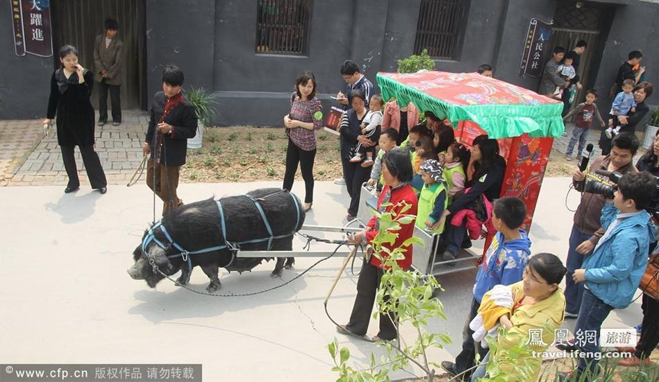 济南小猪趣味运动会 跳水跨栏显本领