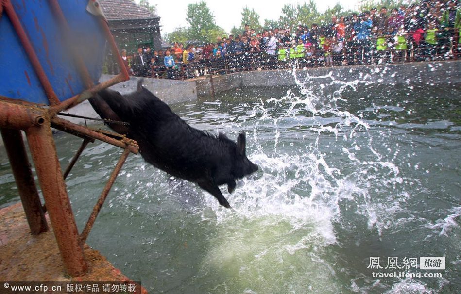 济南小猪趣味运动会 跳水跨栏显本领