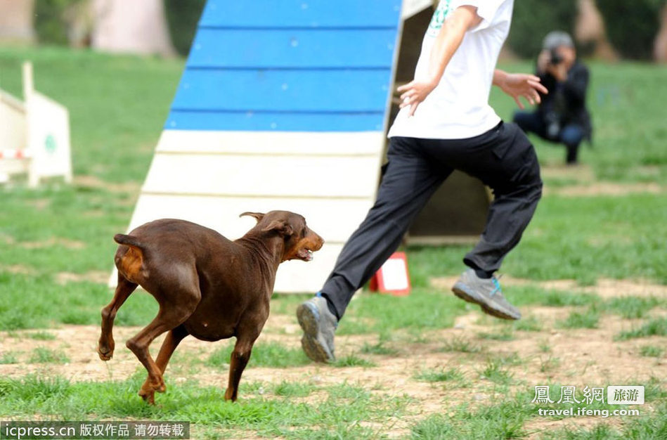 北京2012国际宠物嘉年华 各种犬类纷纷亮相