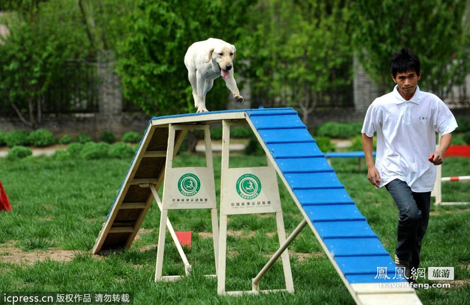 北京2012国际宠物嘉年华各种犬类纷纷亮相