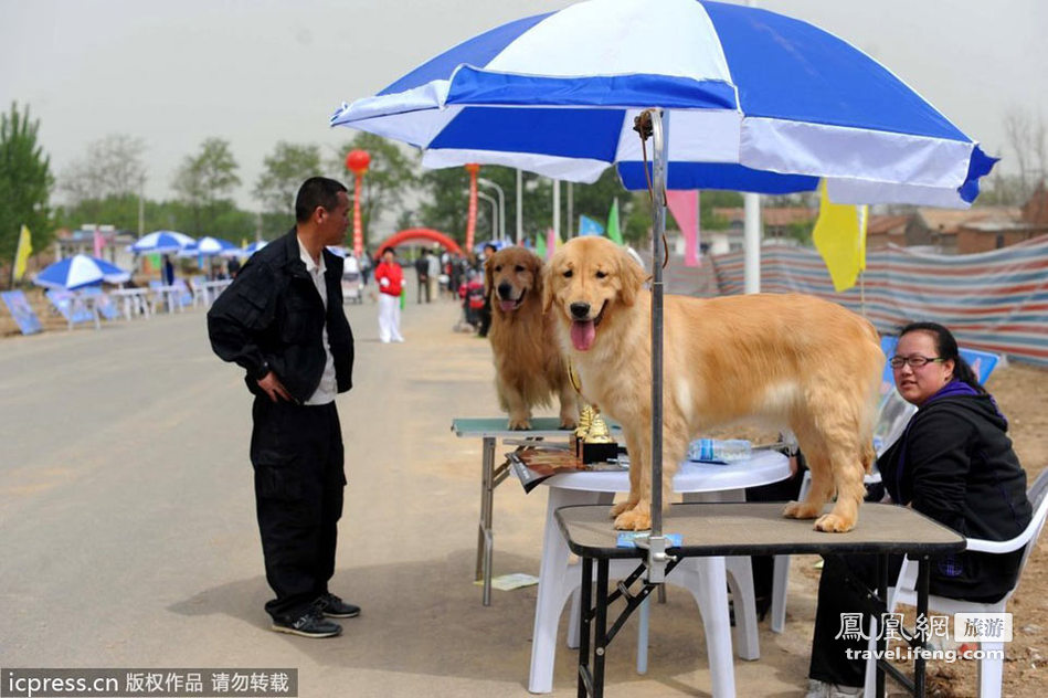 北京2012国际宠物嘉年华 各种犬类纷纷亮相